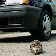 European hedgehog (Erinaceus europaeus) walking in front of car, Germany